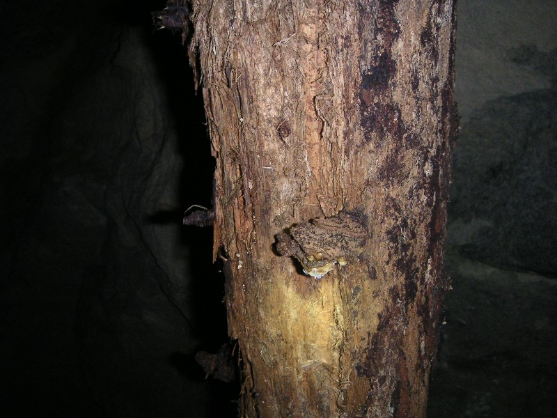 bfs_timberfungus.jpg - The route (B12) approaching Box 11 has many timber supports in place, and on some you get these bracket fungi growing. I suppose worst case you will not starve.