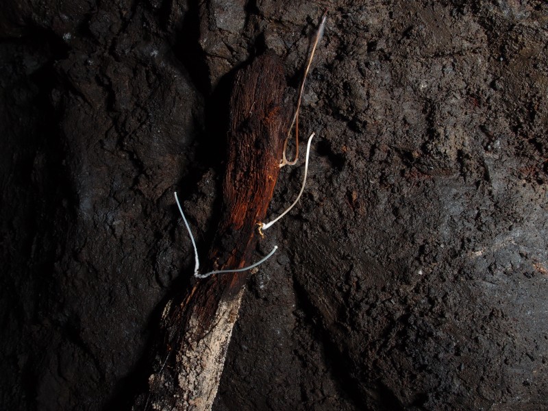 P3108417.JPG - North side of rise - sleeper with mushrooms.