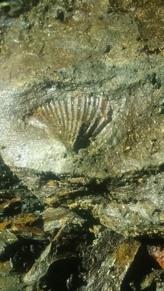 DSC_7002.JPG - Shell fossil, somewhere along the cross cut to Jug Vein on the High Level, quick phone snap.