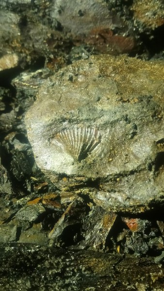 DSC_7003.JPG - Shell fossil, somewhere along the cross cut to Jug Vein on the High Level, quick phone snap.