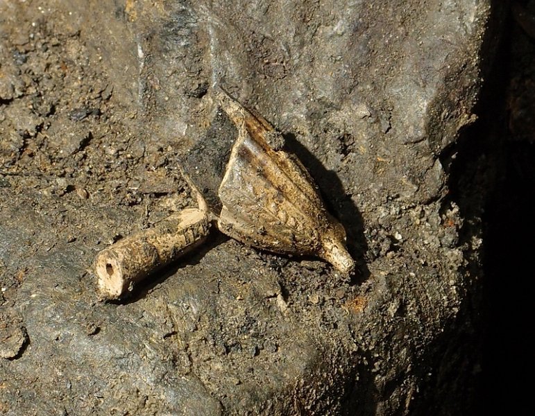 P4290368.JPG - Broken clay pipe.