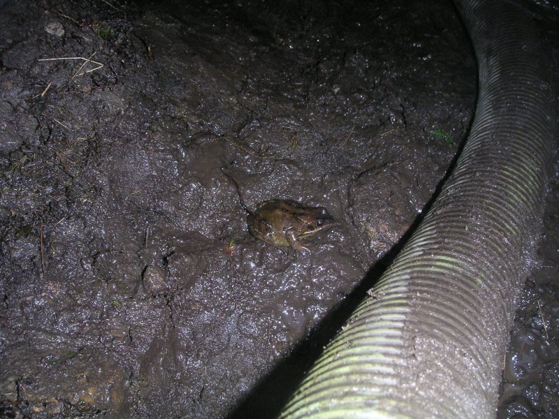 ccf_3rd_waterdrop_frog.jpg - Whilst Pete was inside a frog appeared out of the water. Not very nice of us disturbing its winter sleep in. It was put back into some mud out of the way.