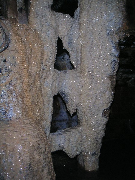 cch_calcifiedladder.jpg - Where we stopped for the deep water photos this nice calcified ladder could be seen, in the same place as the rope.