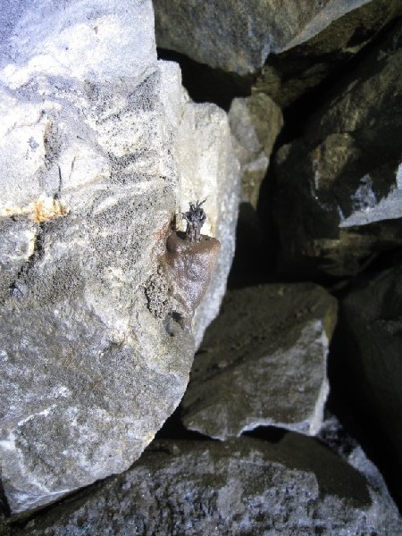 Img_3401.jpg - Tallow candle stuck to a dead.