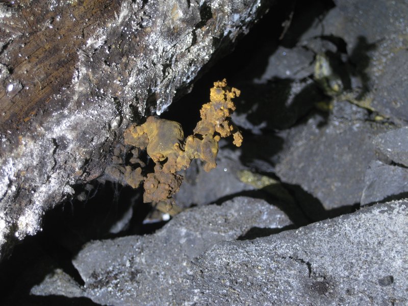 Img_3422.jpg - Fungal growth on a rotten timber.