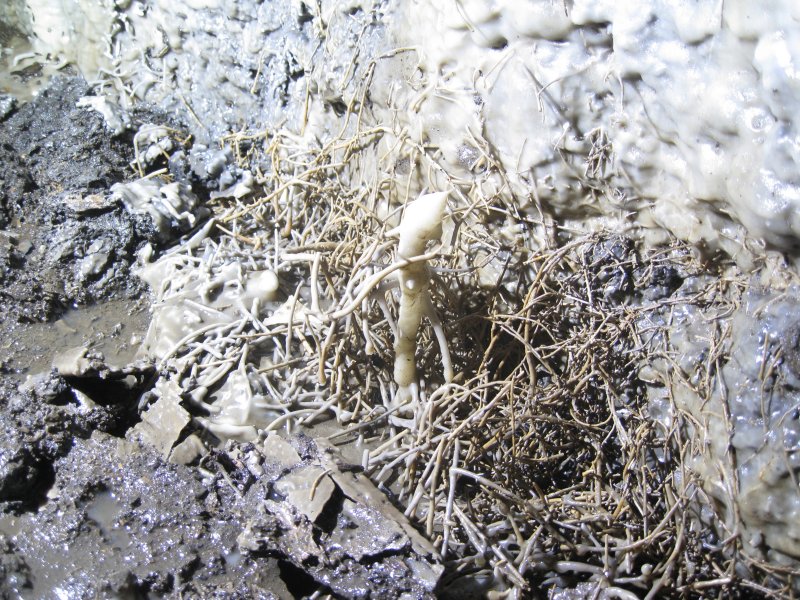 Img_3439.jpg - Formation in the crosscut.