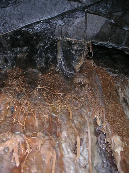 PICT0633.JPG - In the chamber at the end of a small passage that leads from the Middle Flats is a beautiful flow of calcified boot lace fungus.