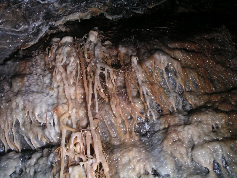 PICT0636.JPG - In the chamber at the end of a small passage that leads from the Middle Flats is a beautiful flow of calcified boot lace fungus.