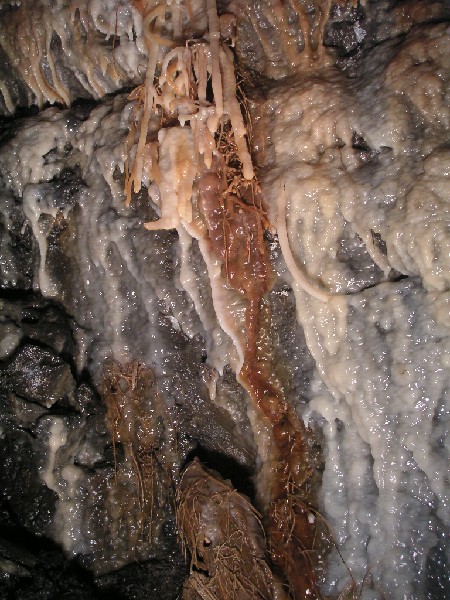 PICT0639.JPG - In the chamber at the end of a small passage that leads from the Middle Flats is a beautiful flow of calcified boot lace fungus.