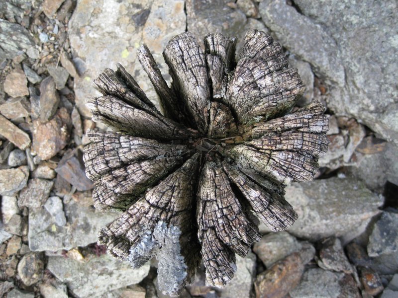 05_bes_wheelpittimber.jpg - A very weathered end view of some timber on the wheel pit walls.