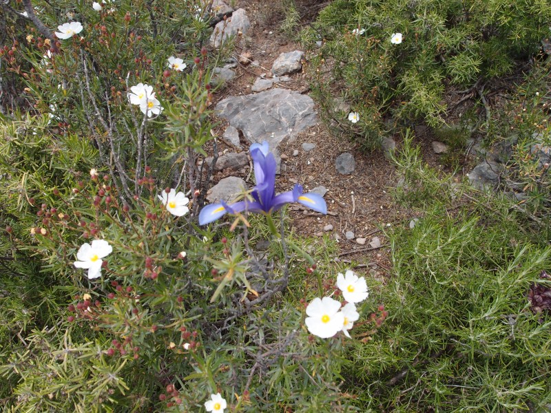 P6069507.JPG - Wild irises all over the place.