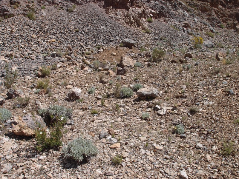 P6069551.JPG - Lots of wild lavender growing on the spoil heaps - they must like iron.
