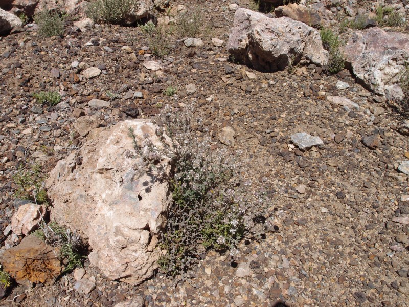 P6069555.JPG - Wild thyme.