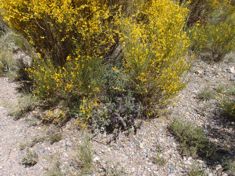 P6069556.JPG - Broom and lavender.