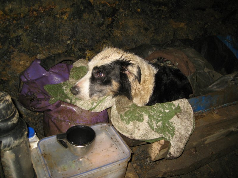 IMG_2339.jpg - Soot, in her half barrel bed.