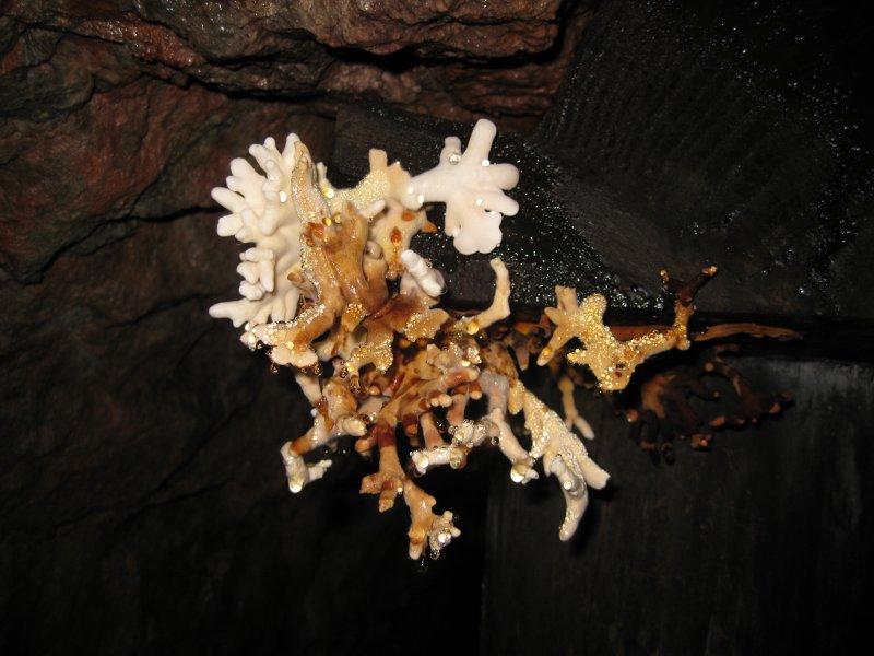 IMG_1950.jpg - A fungus, making a living on some timber.