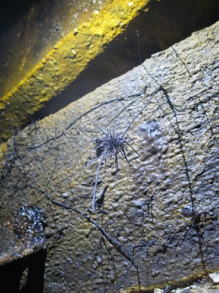 IMG_1670.jpg - A fungus growing out of the roof timbers on the decline.