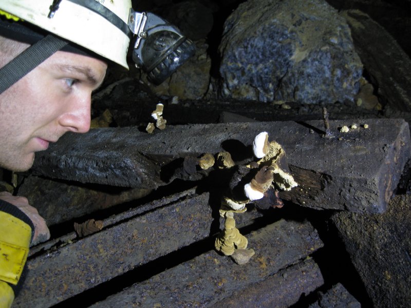 IMG_1744.jpg - Fungus in the old level.