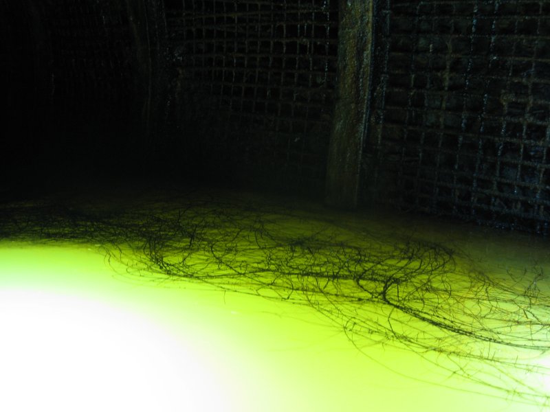 IMG_1761.jpg - Boot lace fungus on the water.