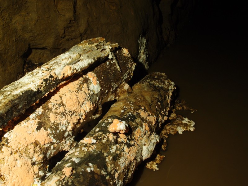 PC011892.JPG - Telegraph poles suffering a infestation of fungus.