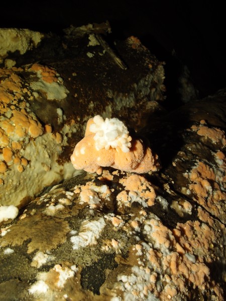 PC011895.JPG - Fungus close up.