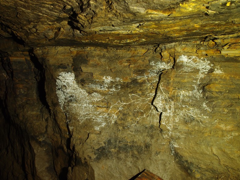 PC011900.JPG - Fungus growth.