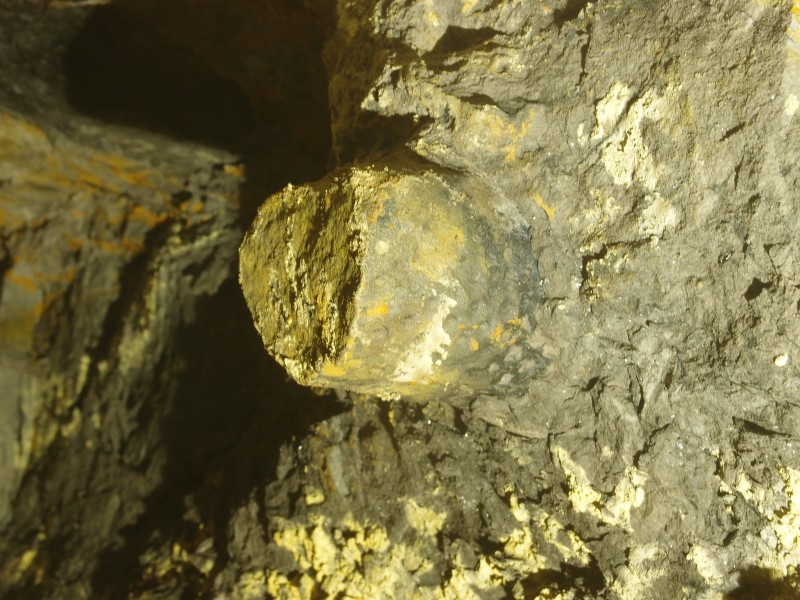 PC011907.JPG - Section of fossil, a Stigmaria root of giant Lycopd Lepidodendron.