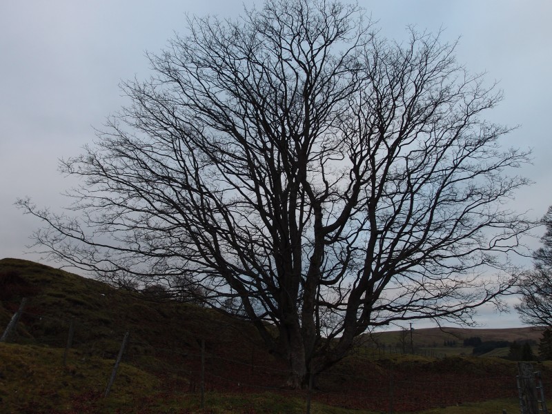 PC011946.JPG - Tree.