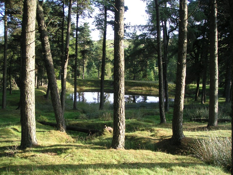 dowgangpond.jpg - Fantastic September morning, looking out across the Dowgang pond.