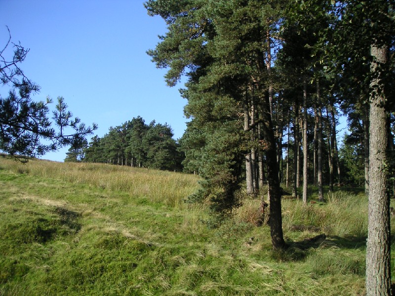 dowgangtrees.jpg - Fantastic September morning, looking up the hill from Dowgang pond.