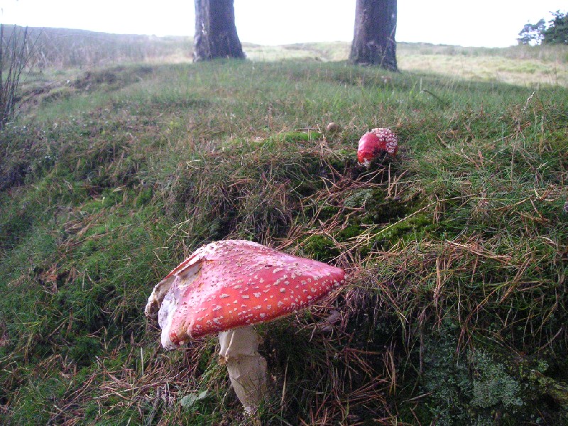 nsp_mushroom.jpg - Fly Agaric mushrooms in Dowgang Hush.