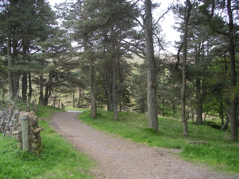 nsp_woods1.jpg - Small wood in the Nent Valley.