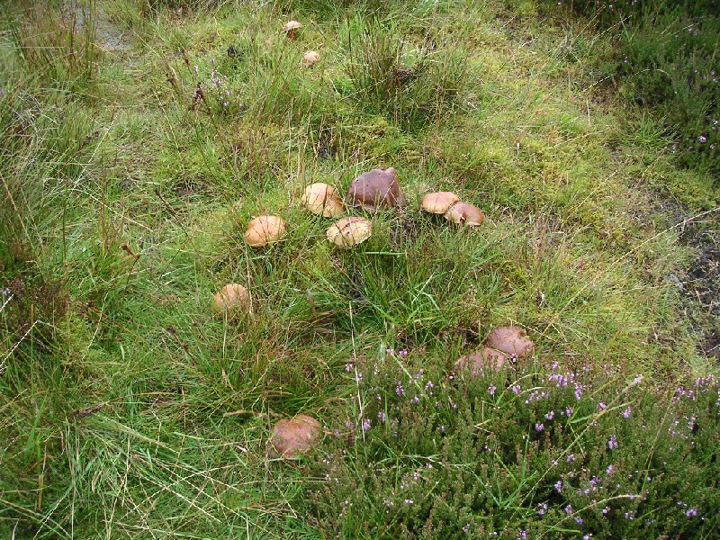 sbfirestone_boletring.jpg - Boletus mushroom ring near Gillgill Burn, opposite the spoil heaps.