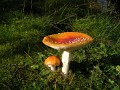 flyagaric