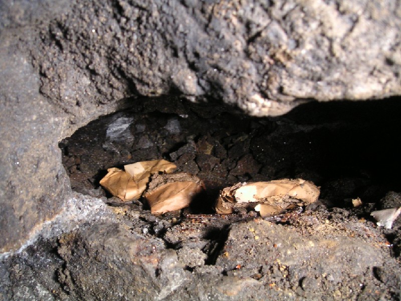 48nh_adfw_dynicakes.jpg - Three dynamite cakes spotted in a cavity by Karli.