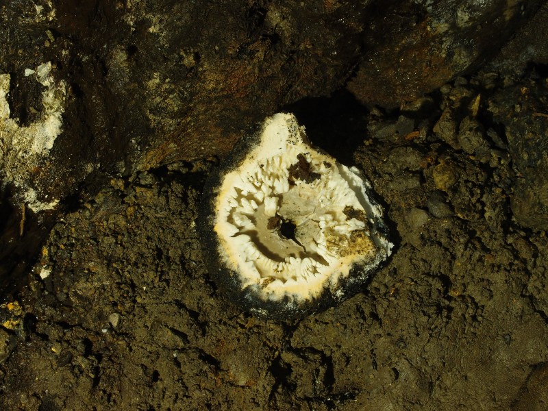 P2211968.JPG - Fungus growth in the crosscut.