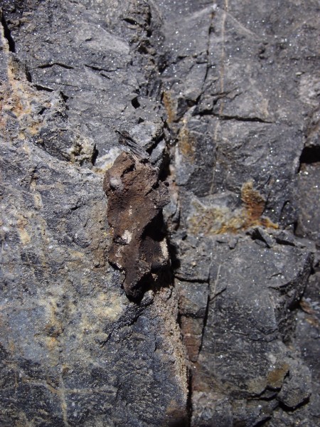 P7060885.JPG - Tallow candle stub.