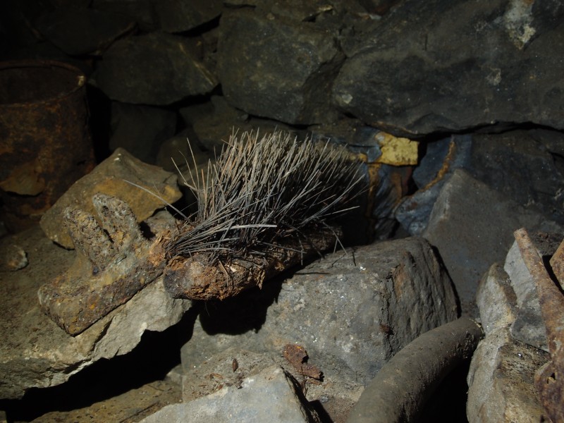 P2118032.JPG - Brush.