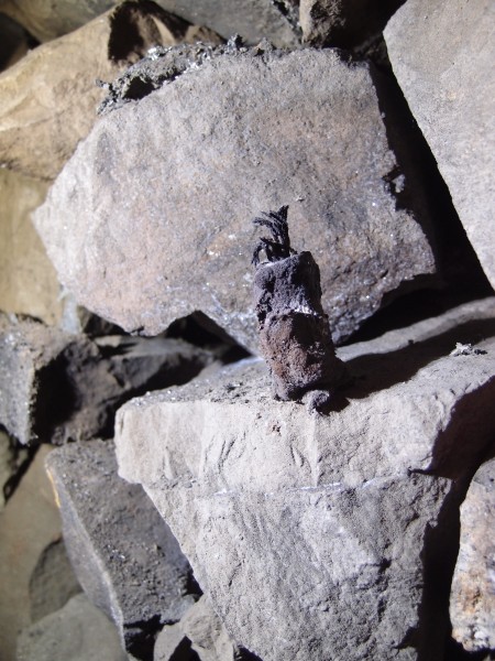 PB081500.JPG - Tallow candle.