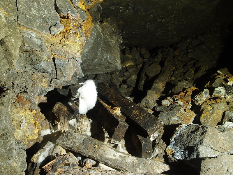 PA235398.JPG - Fungus on the wooden debris in one of the blind crosscuts on Scaleburn horse level.