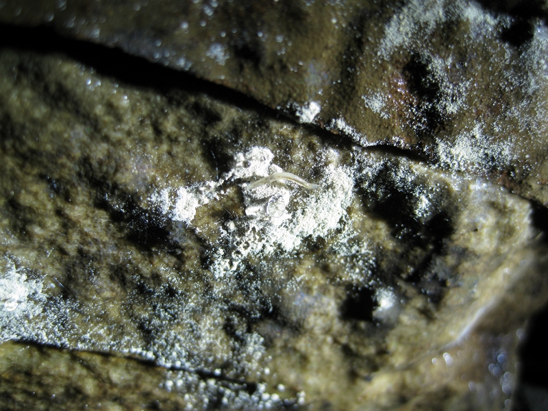 IMG_6184.JPG - Lifeform in the crosscut.