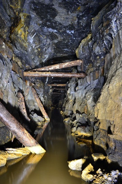 DSC_0893.JPG - Stemples on Blackburn Level. Photo by Karli.