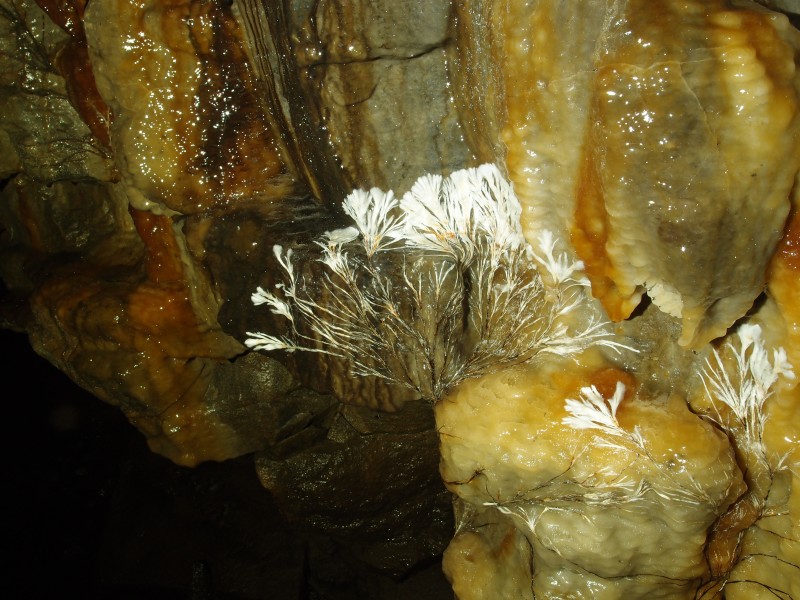 P5253126.JPG - Fungus.