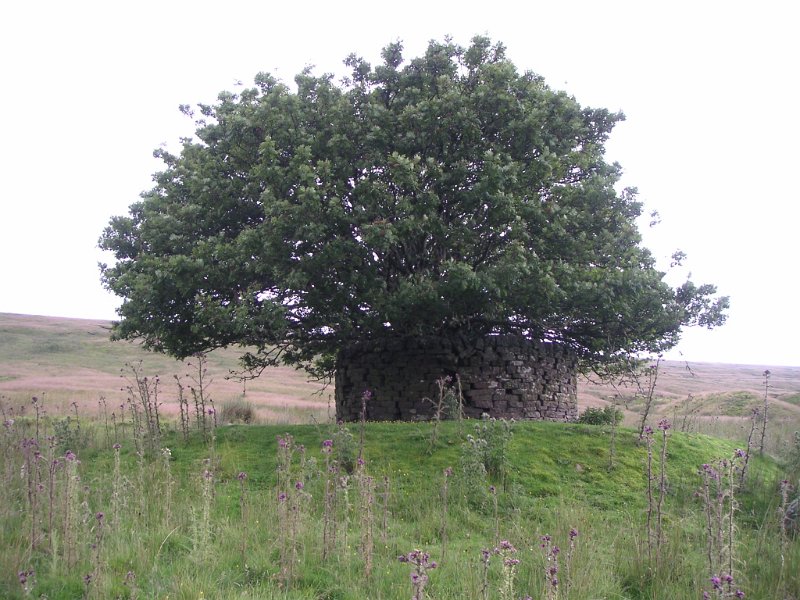 sh_lowlev_shaft1.jpg - Above the depression is this walled shaft with a tree growing in it.