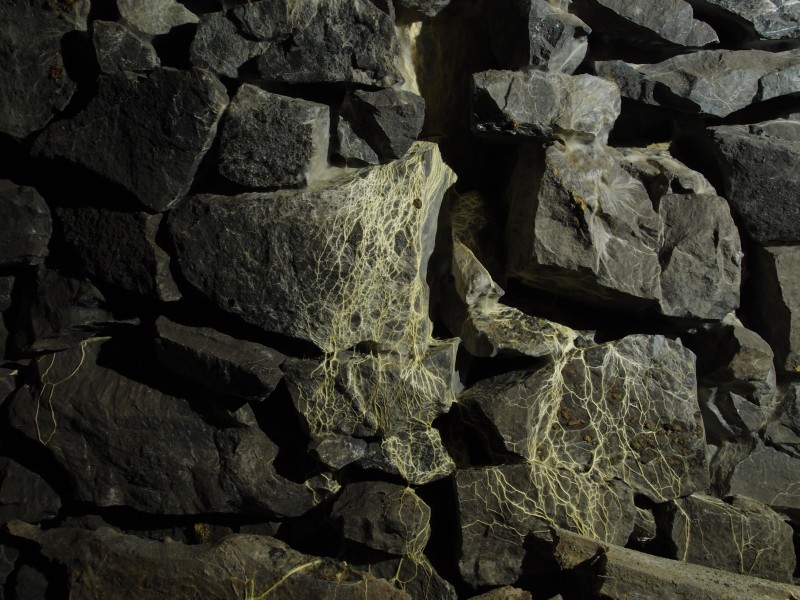 P7246286.JPG - More tendrils, spreading out.