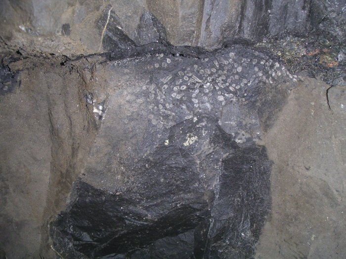 new_cross_vein_fossils.jpg - Fossils in the great limestone near the forehead of New Cross Vein.