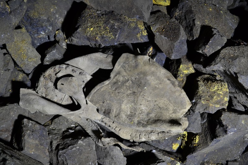 DSC_0825.JPG - Old clog in 'Whit Hudson's Flat'.