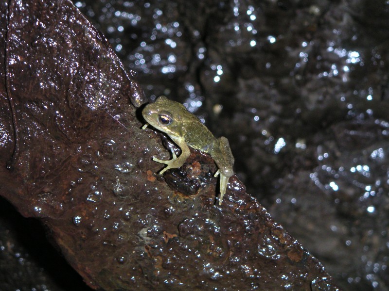 frogshaft_frog.jpg - The frog that Karli spotted at the bottom of the shaft, we were going to give it a lift back up but then it hopped off into the rocks, never to be seen again. With the amount of flies at the bottom I suppose it was happy days for it.