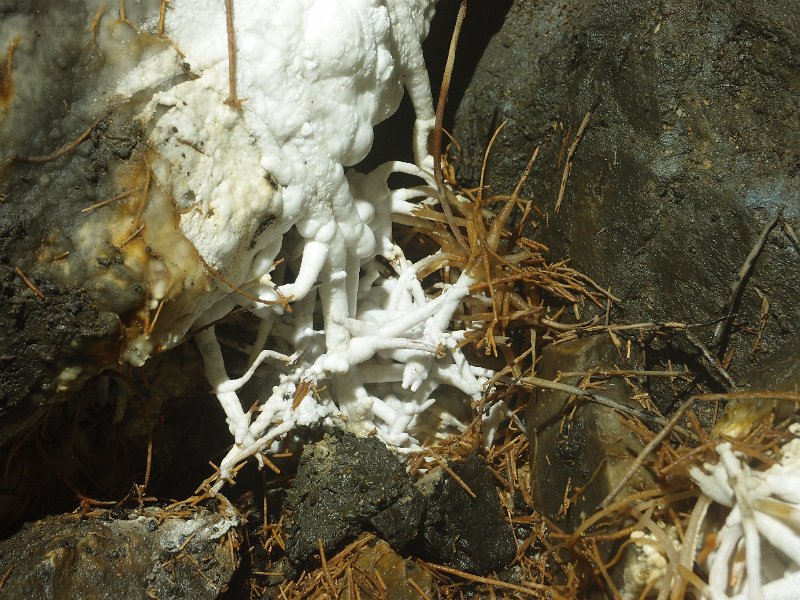 P4023395.JPG - Calcified boot lace fungus.
