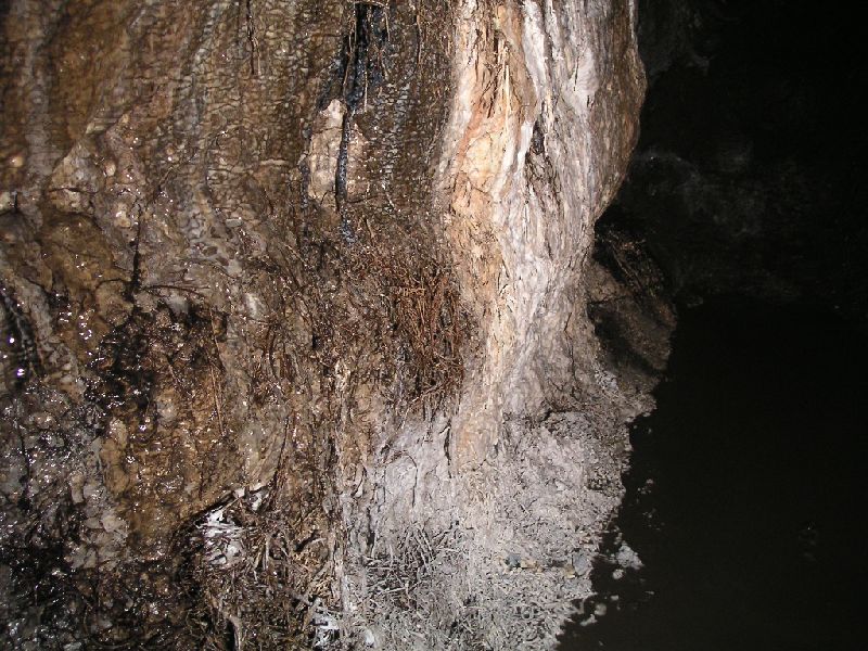 cl_calcifiedbootlace.jpg - A whole wall of calcified boot lace fungus, it's like crispy fried noodles.